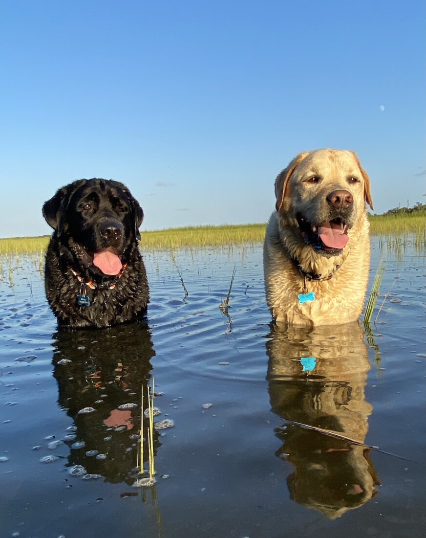 Cooper and Beau, Labradors
