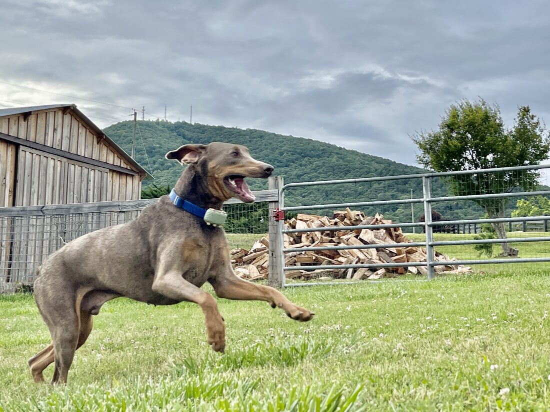 Jake, Weimaraner