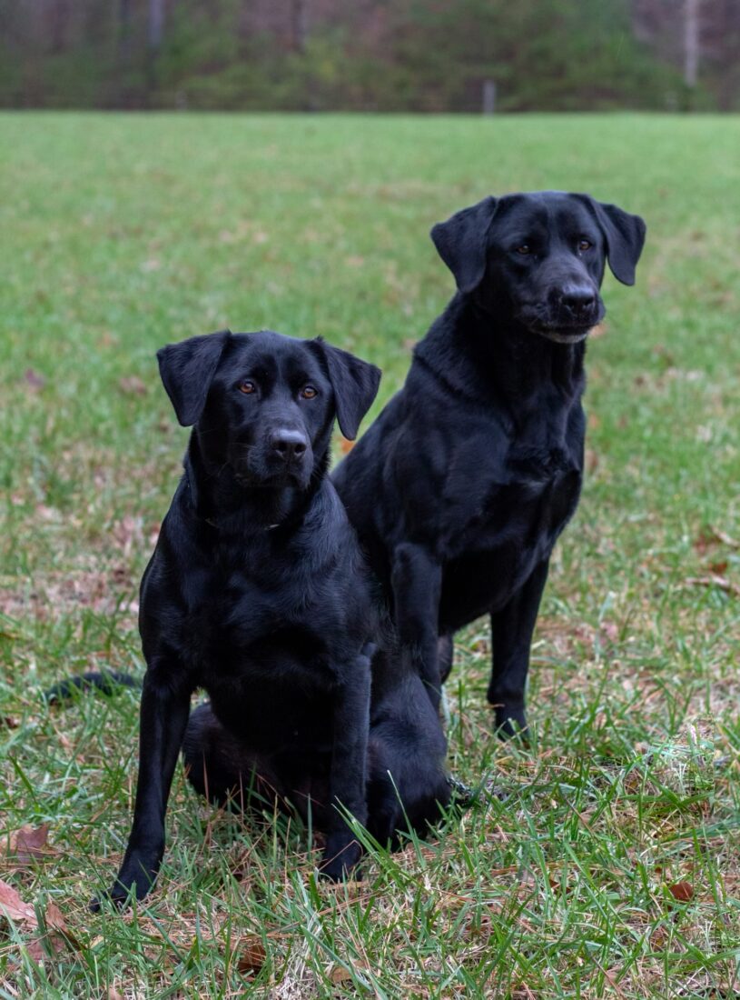 Buck and Mallie, Labrador Retriever
