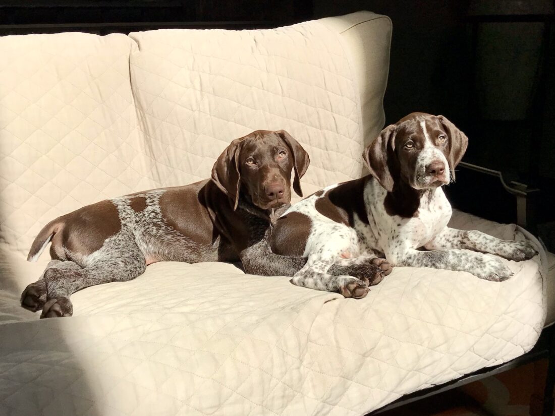 Murphy and Levi, German Shorthair Pointers