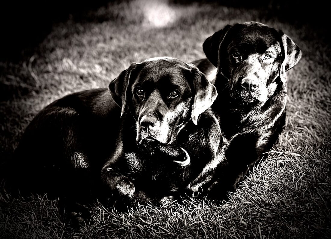 Bella and Clemmie, Labrador Retriever