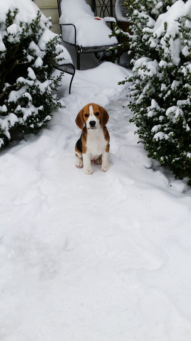Sunny, Beagle