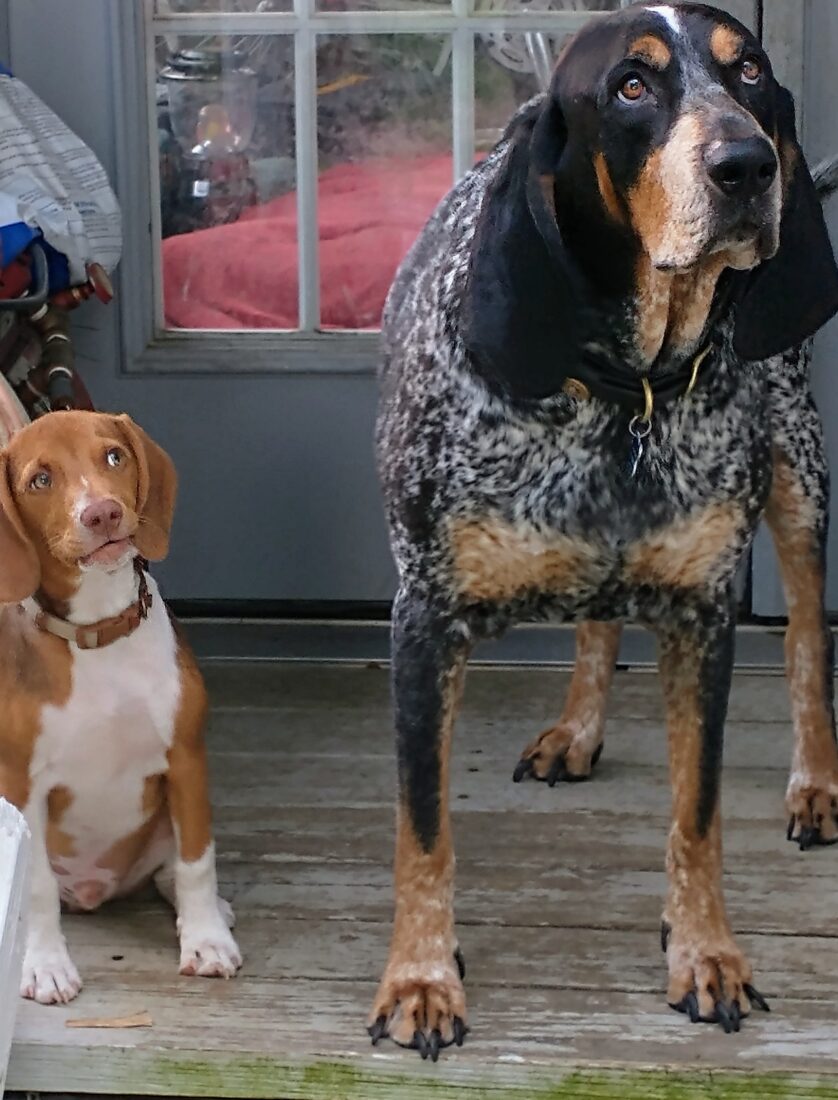 Hank and Peanut, Blue tick coon hound and beagle