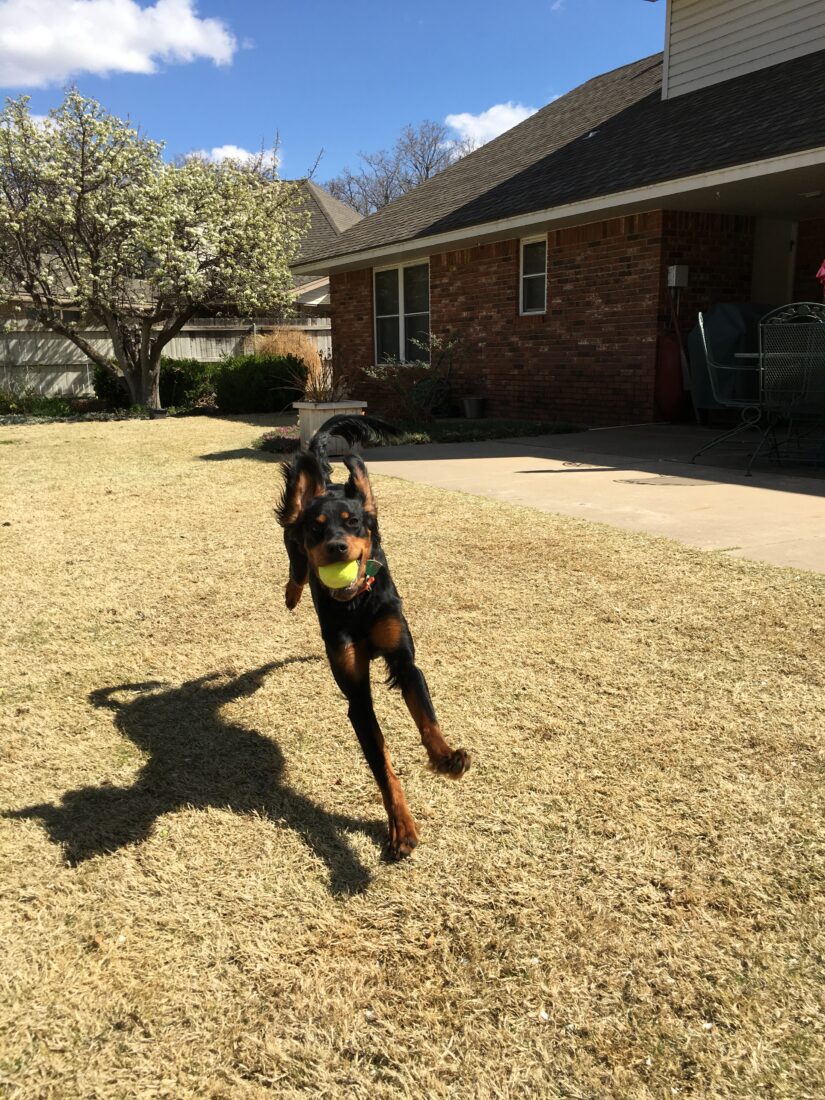 Gabbie, Gordon Setter