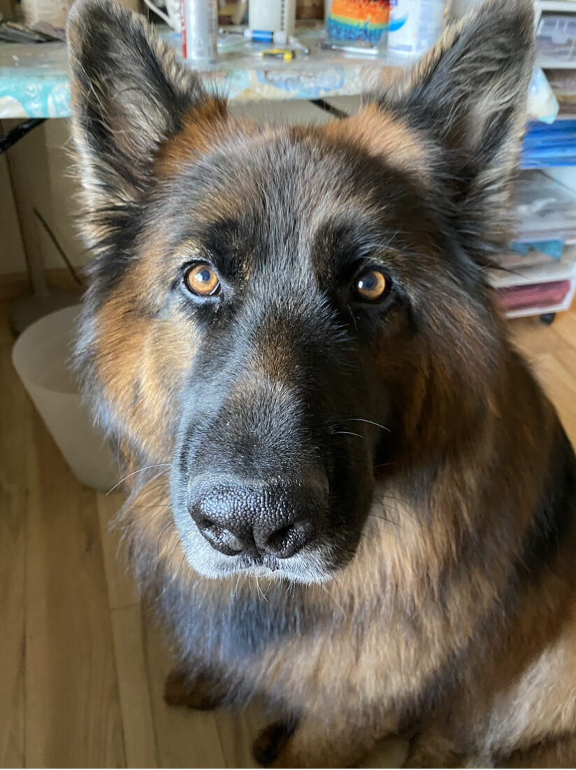 Axel, German Shepherd