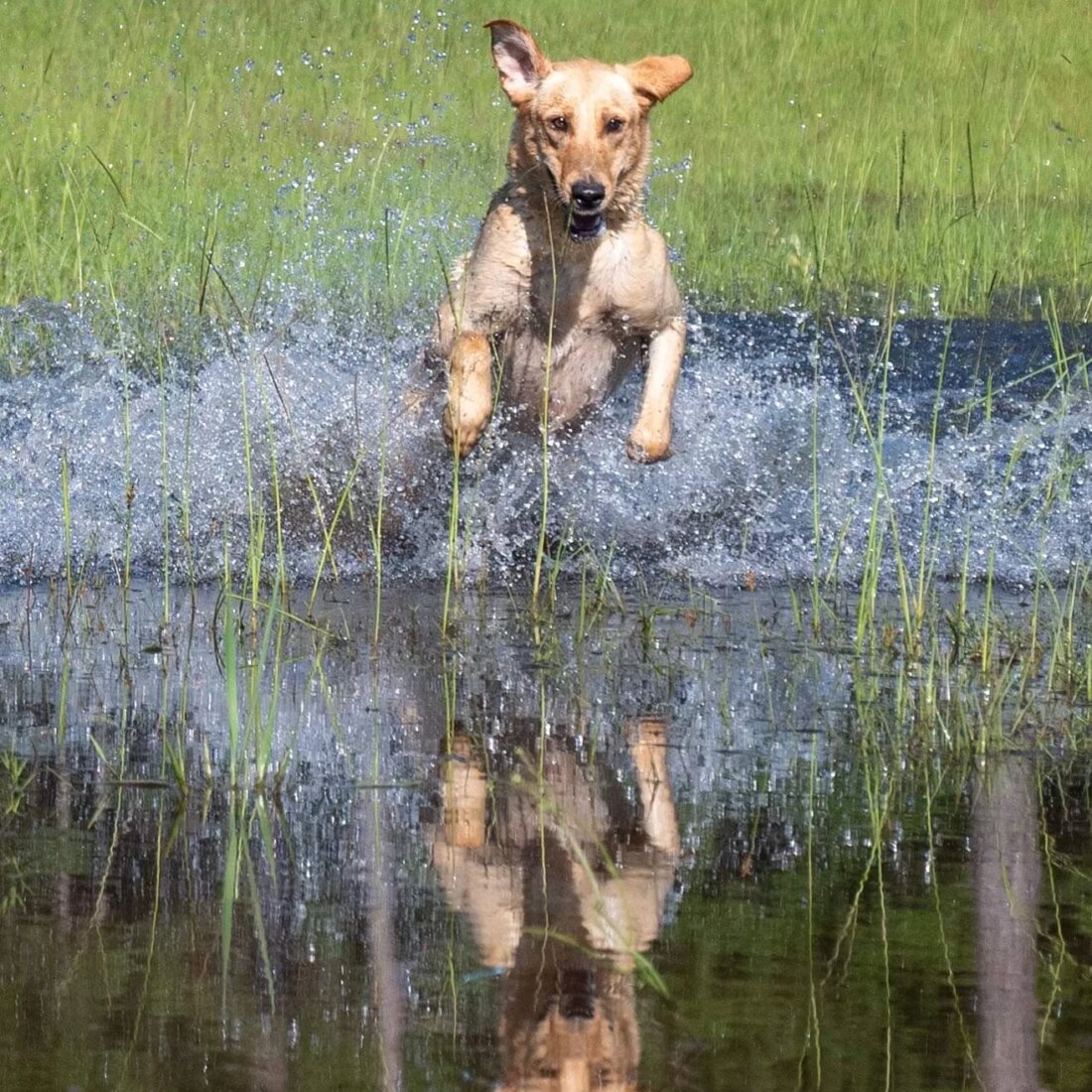 Dancer, Labrador Retriever