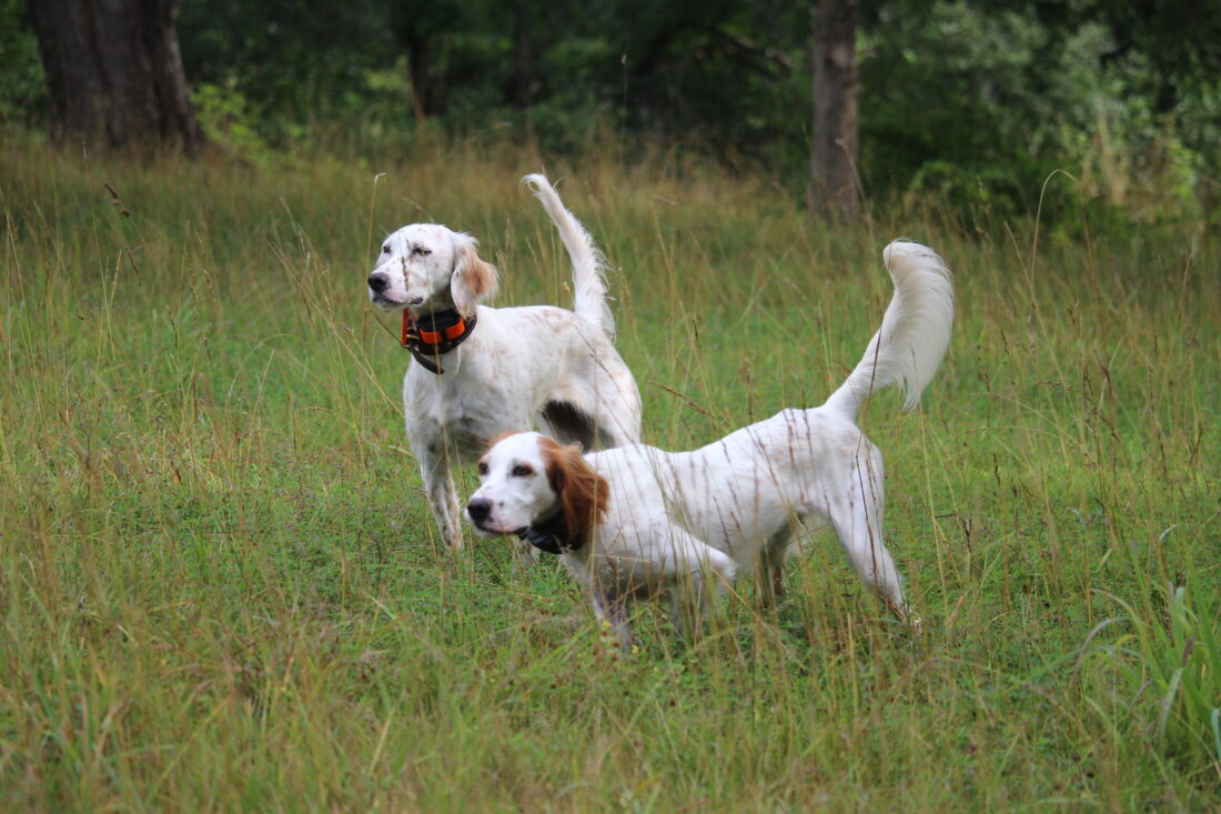 Amber and Ivy, English Setter