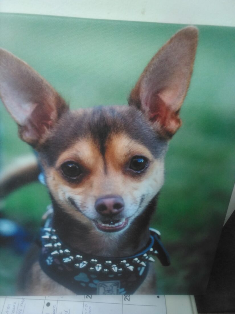 Ziggy, Chihuahua