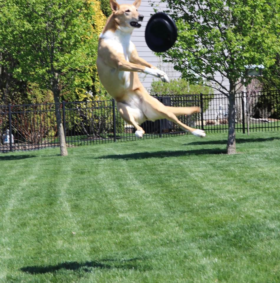 Daisy Mae, Smooth Coated a collie Mix