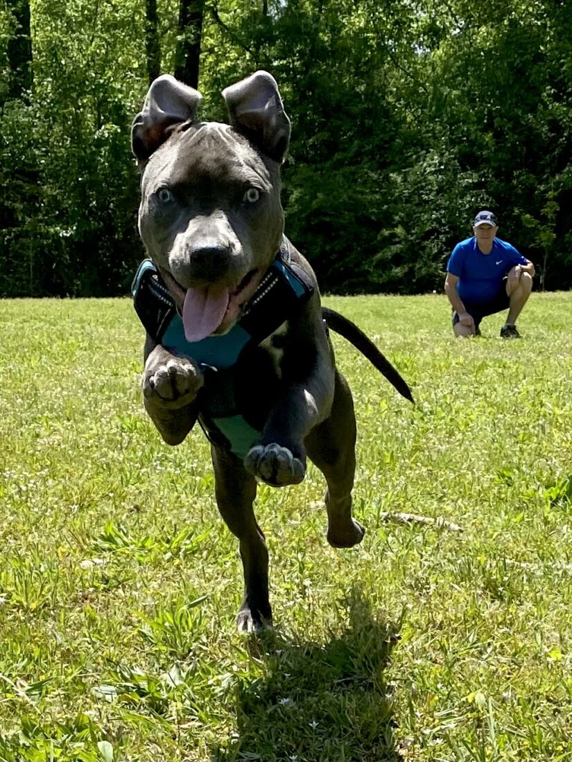 Blue, American Bully