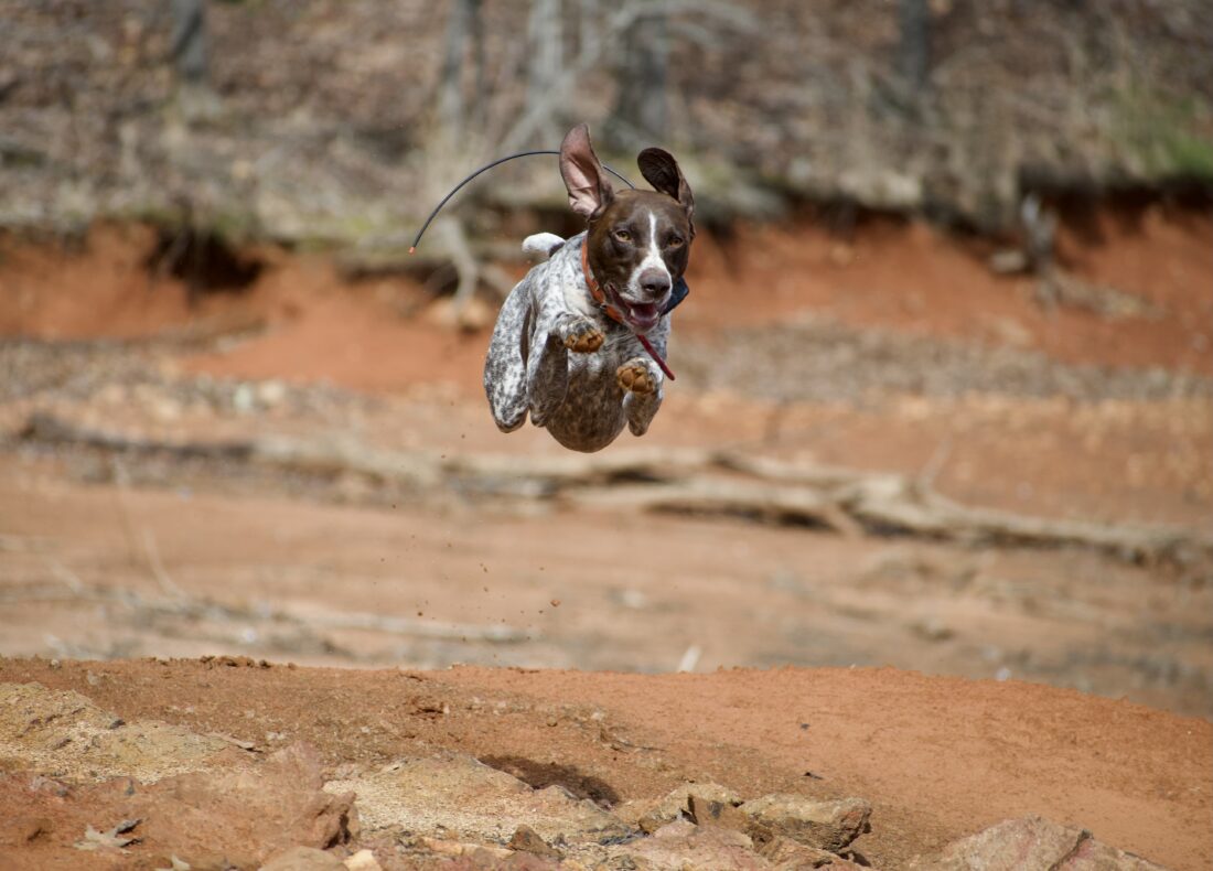 Benny, German Shorthair Pointer