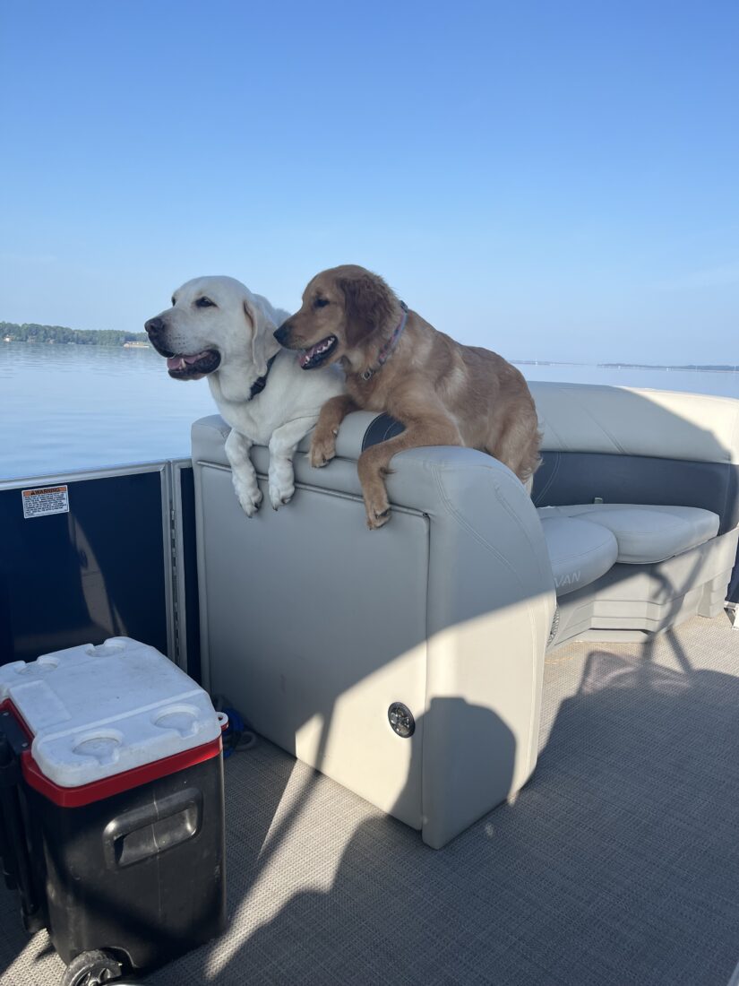 Bailey and Bella Jane, Lab and Golden