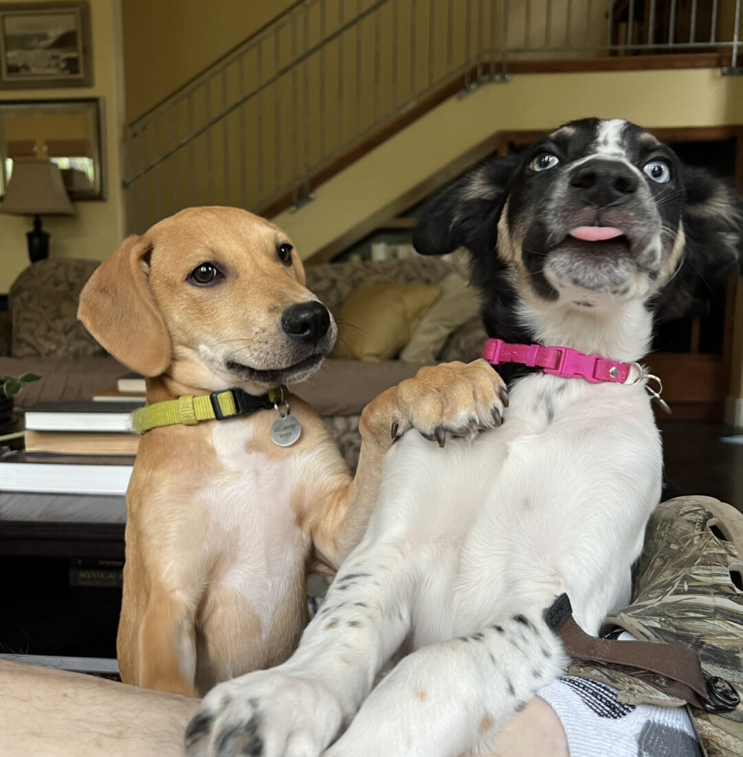 Frank and Sophie Jo, Shepherd mix (Frank) and English Setter Mix ( Sophie Jo)