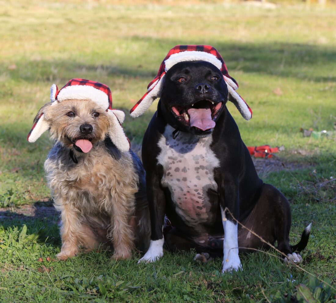 Reginald MacTavish & Rufus Aloysius, Border Terrier and Staffordshire Bull Terrier