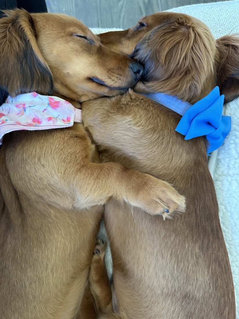 Ritzy and Reggie, Long haired miniature dachshund