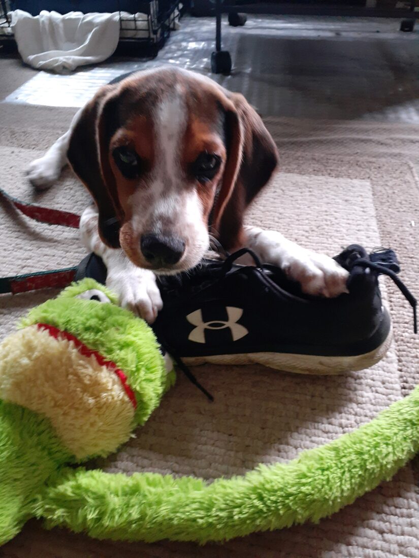 Max, Beagle