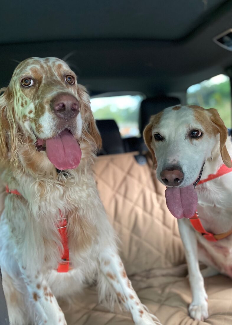 BUNNY and GRACIE, English Setter and Running Walker Foxhound