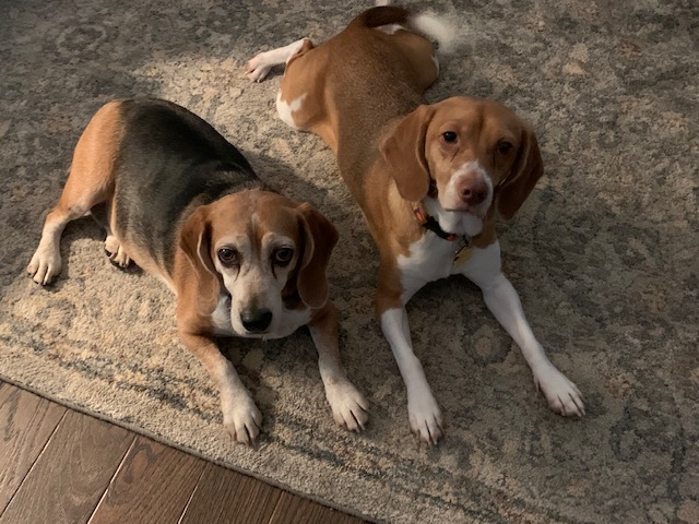 Hattie and Vegas, Beagle