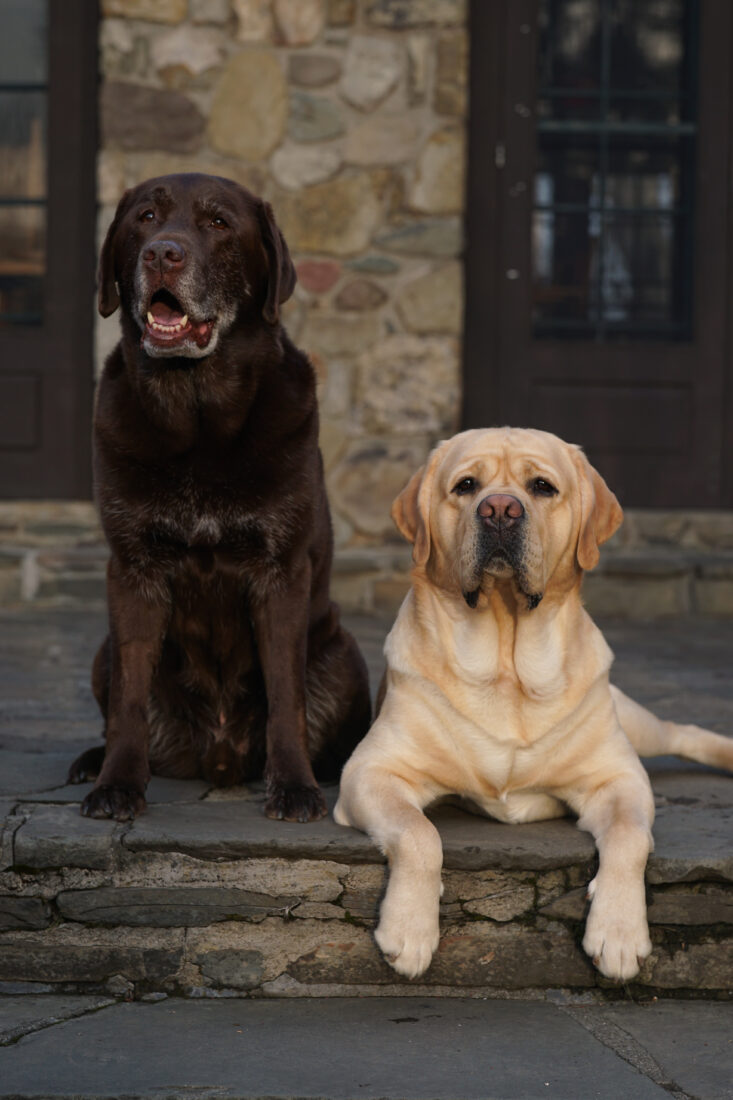 Otto and Jimmi, Labrador Retrievers