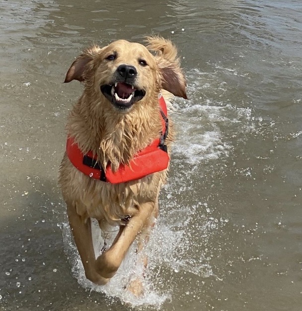 Cash, Golden Retriever