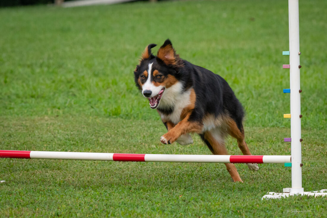 Ember, Australian shepherd