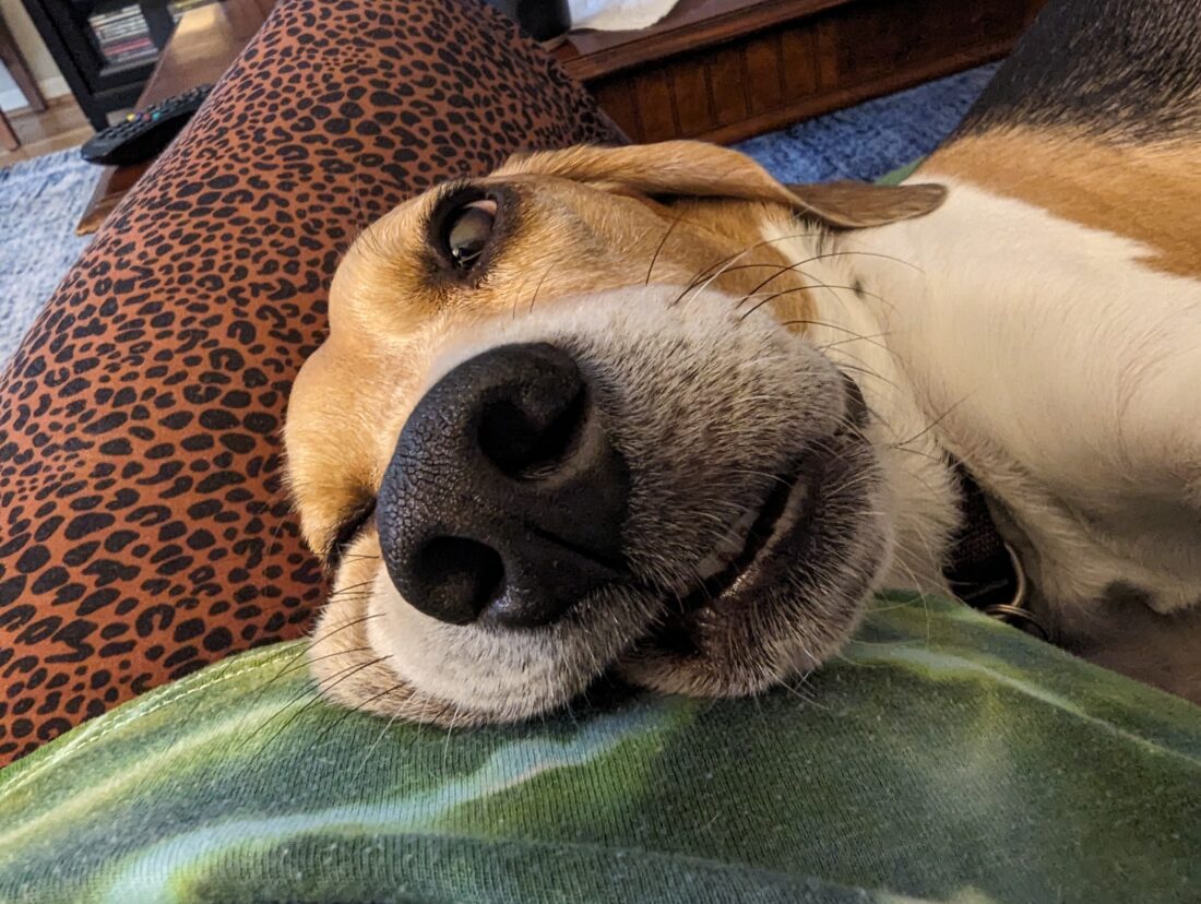 Waylon, Beagle