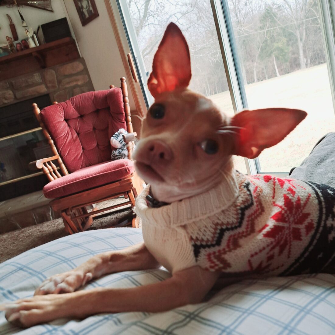 Thea, Chihuahua
