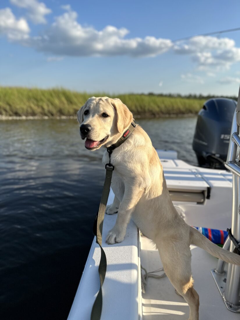Scout, Labrador retriever