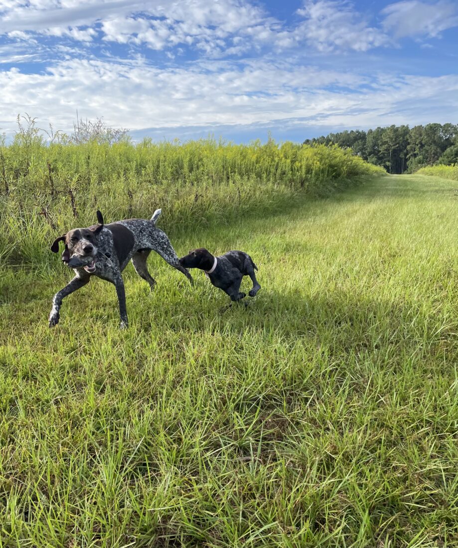 Hoover & Birdie, Gsp