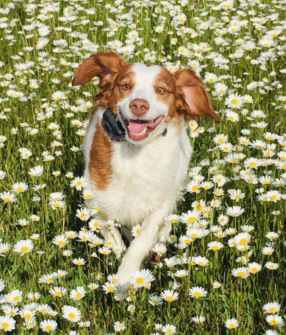 Ellie Mae, American Brittany