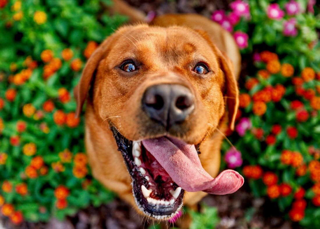 Peaches, English Lab