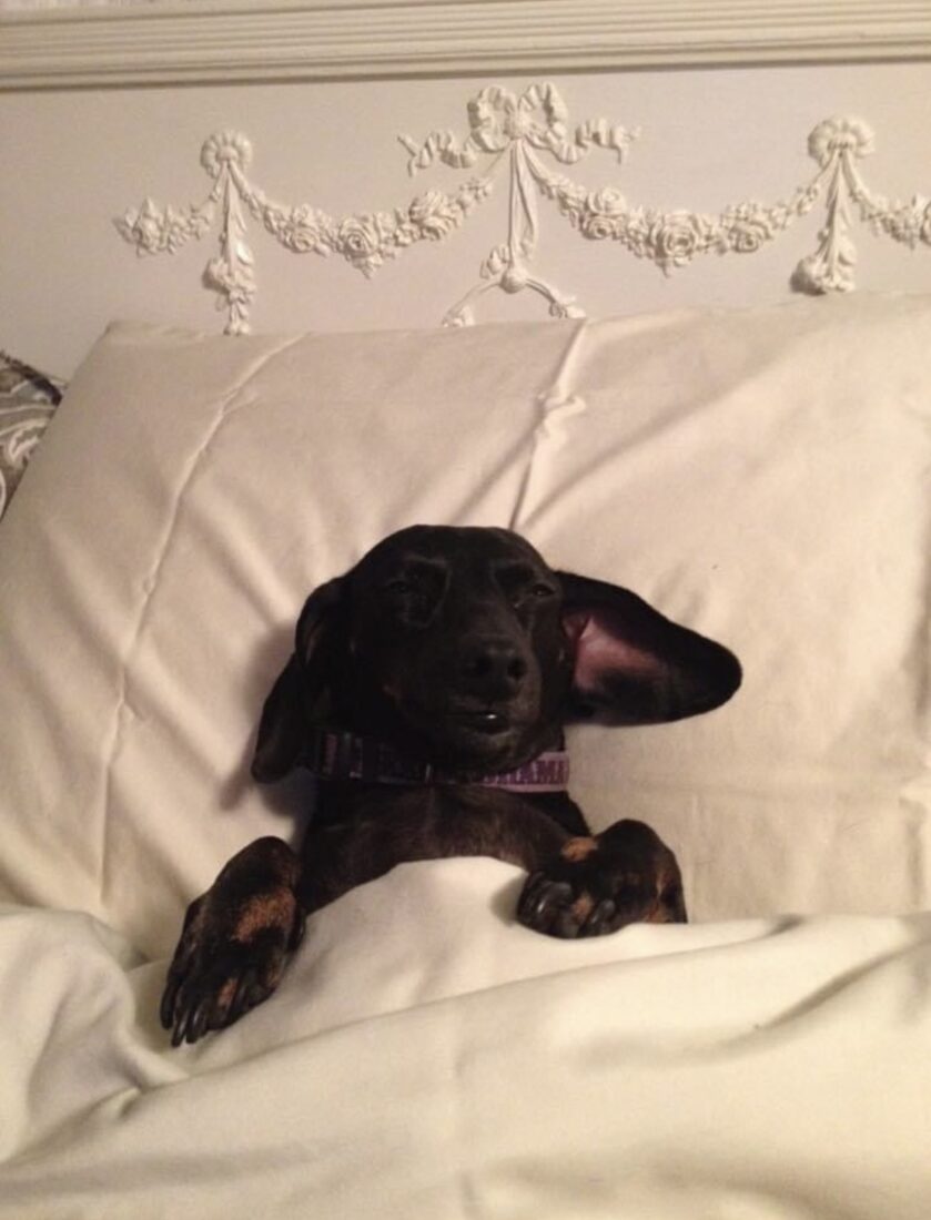 IrisAnne, Dachshund