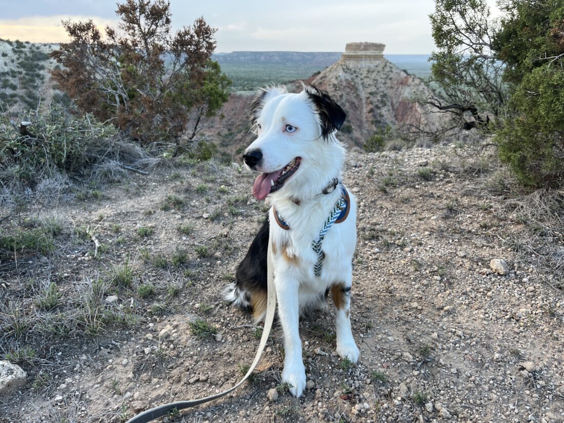 Levi, Mini Australian Shepherd