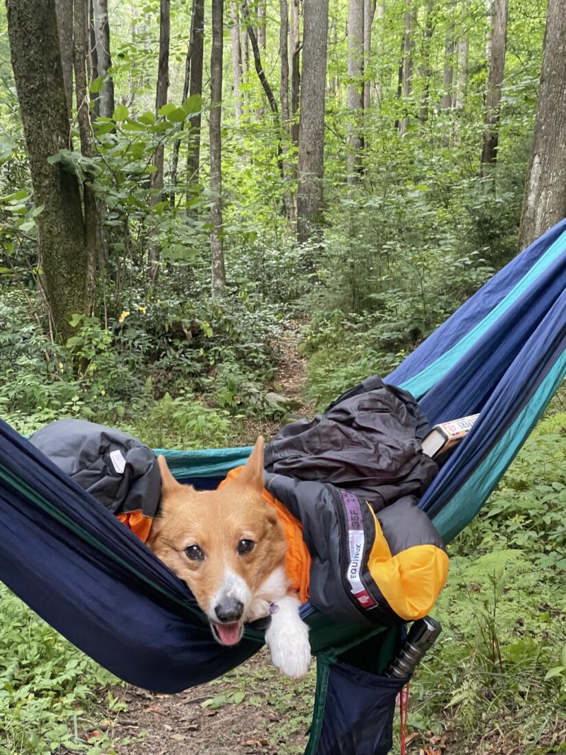 Tilly, Welsh Corgi