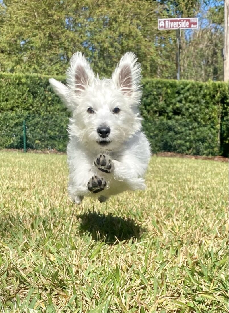 Daisy May, West Highland White Terrier