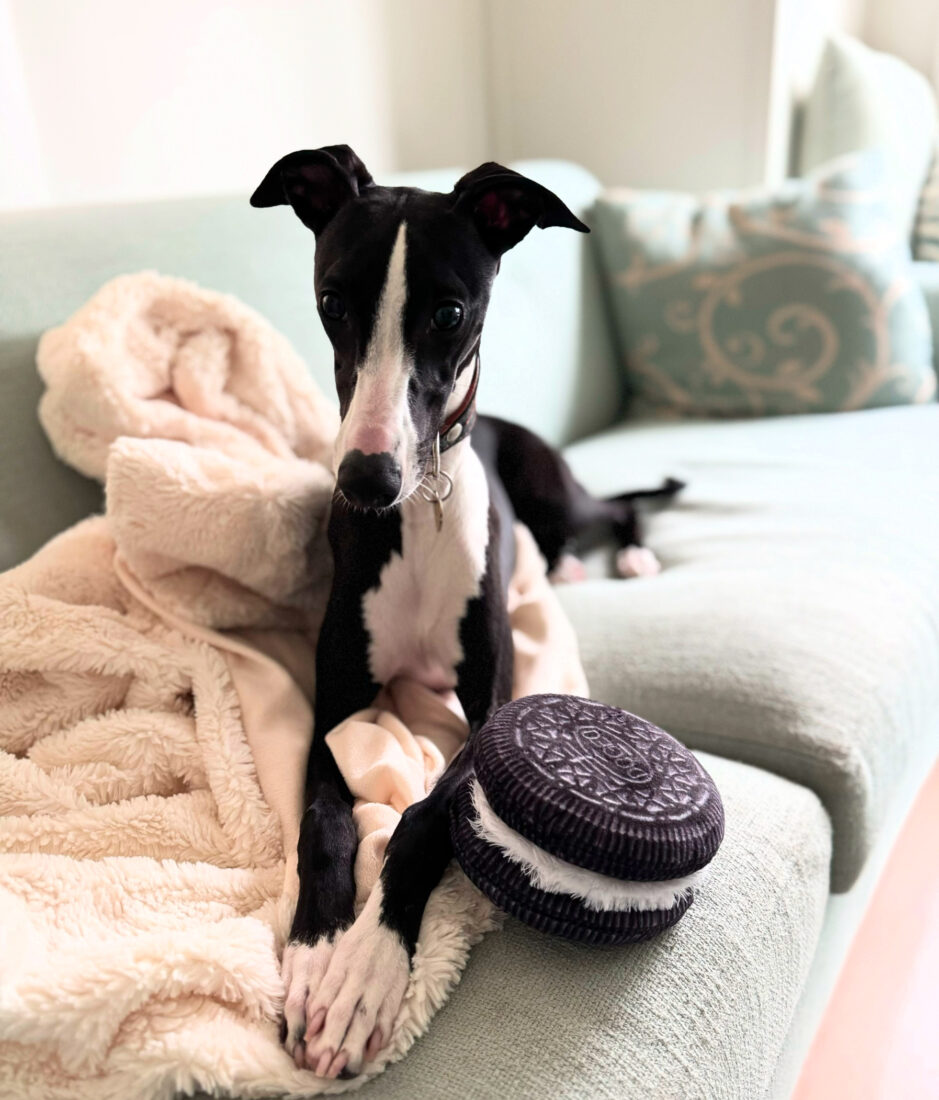 Oreo, Whippet