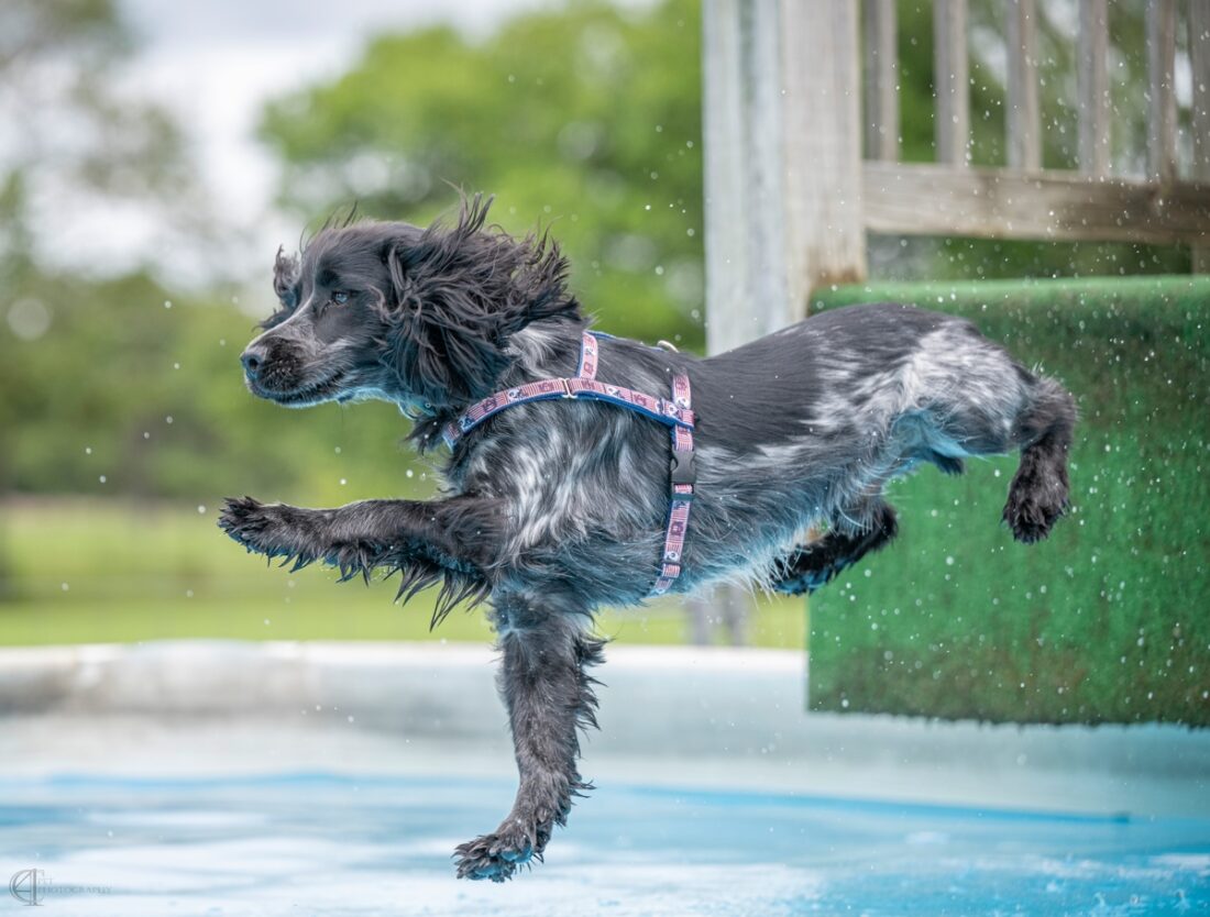 Eddie, English Cocker Spaniel