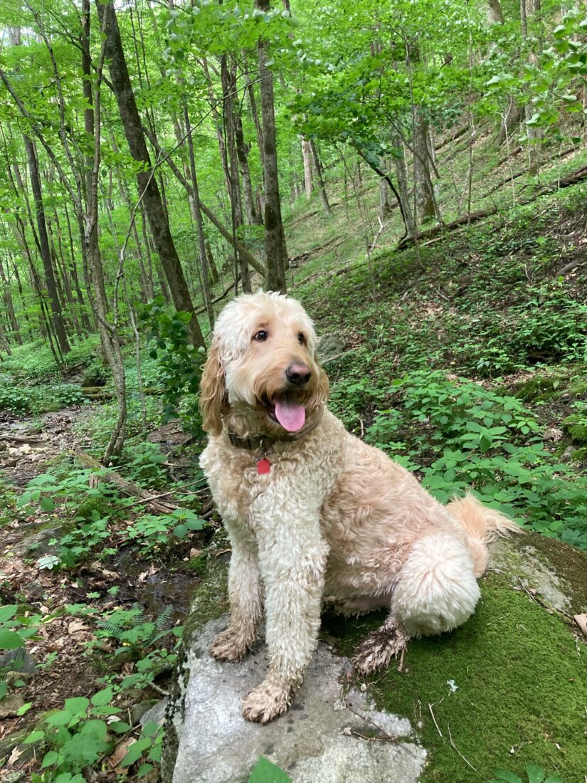 Charley, Golden doodle