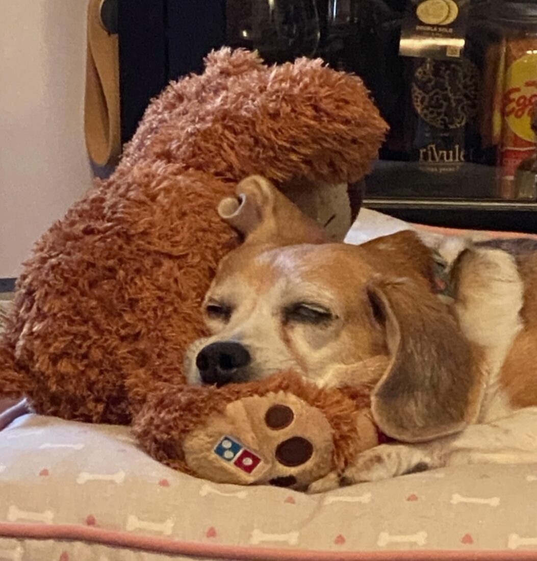 Bonnie, Beagle
