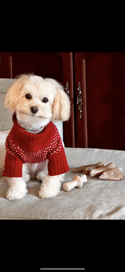 Bucky, Havanese