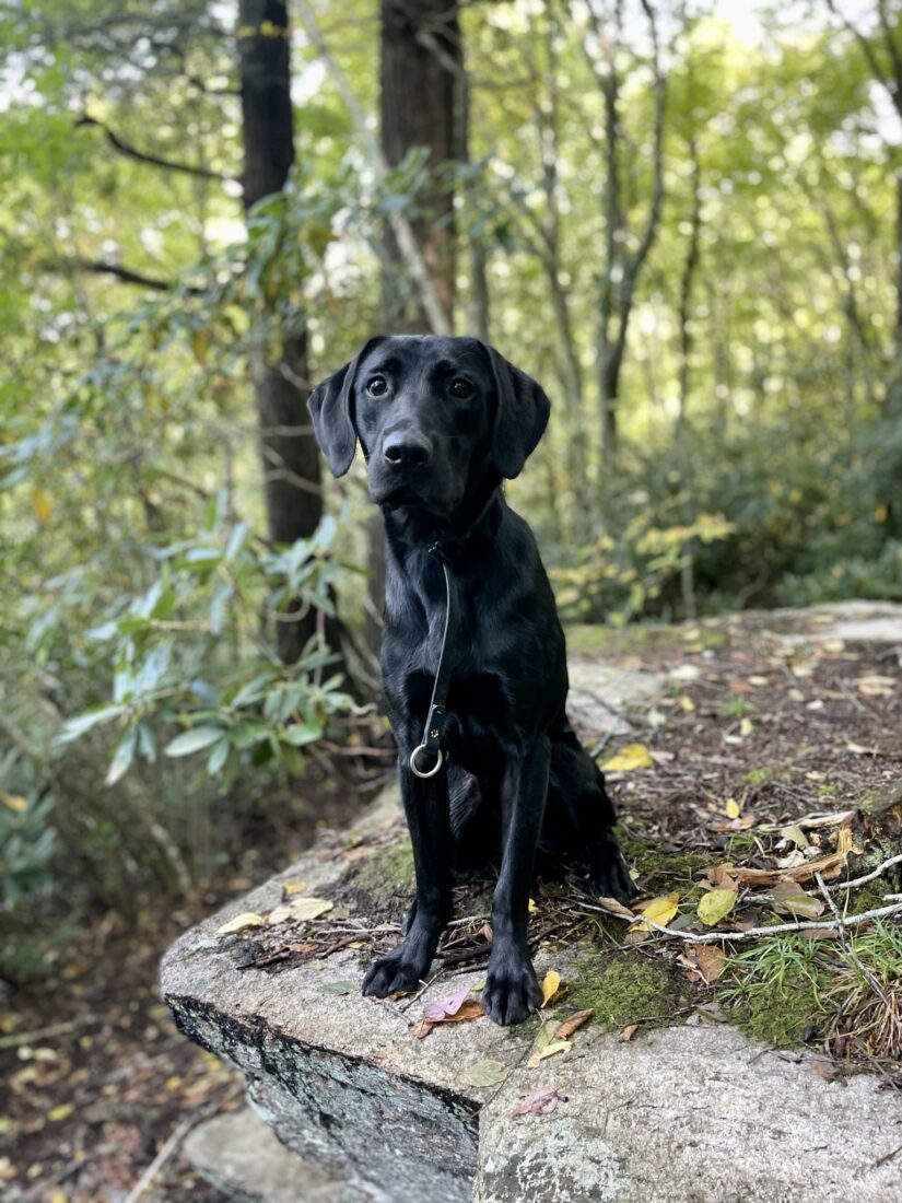 Jerry, British Sporting Labrador