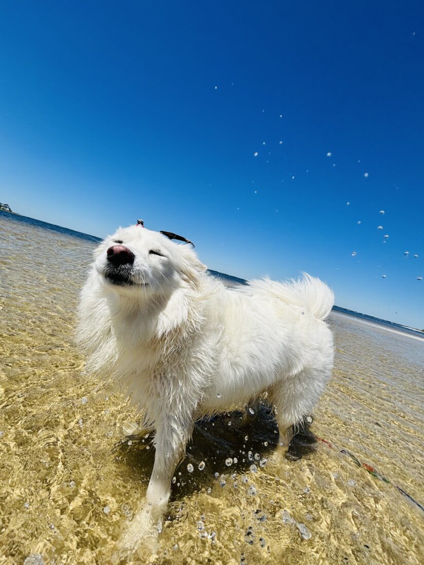 Lily, American Eskimo