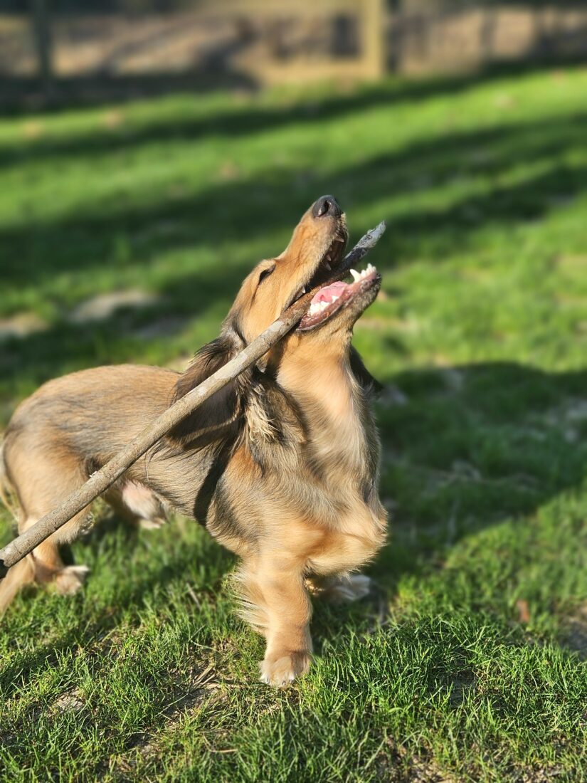 Oakley, Dachshund