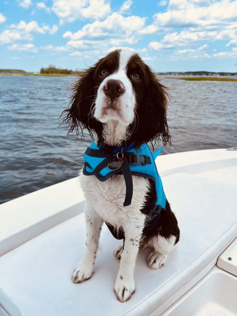 Beau, English Springer Spaniel