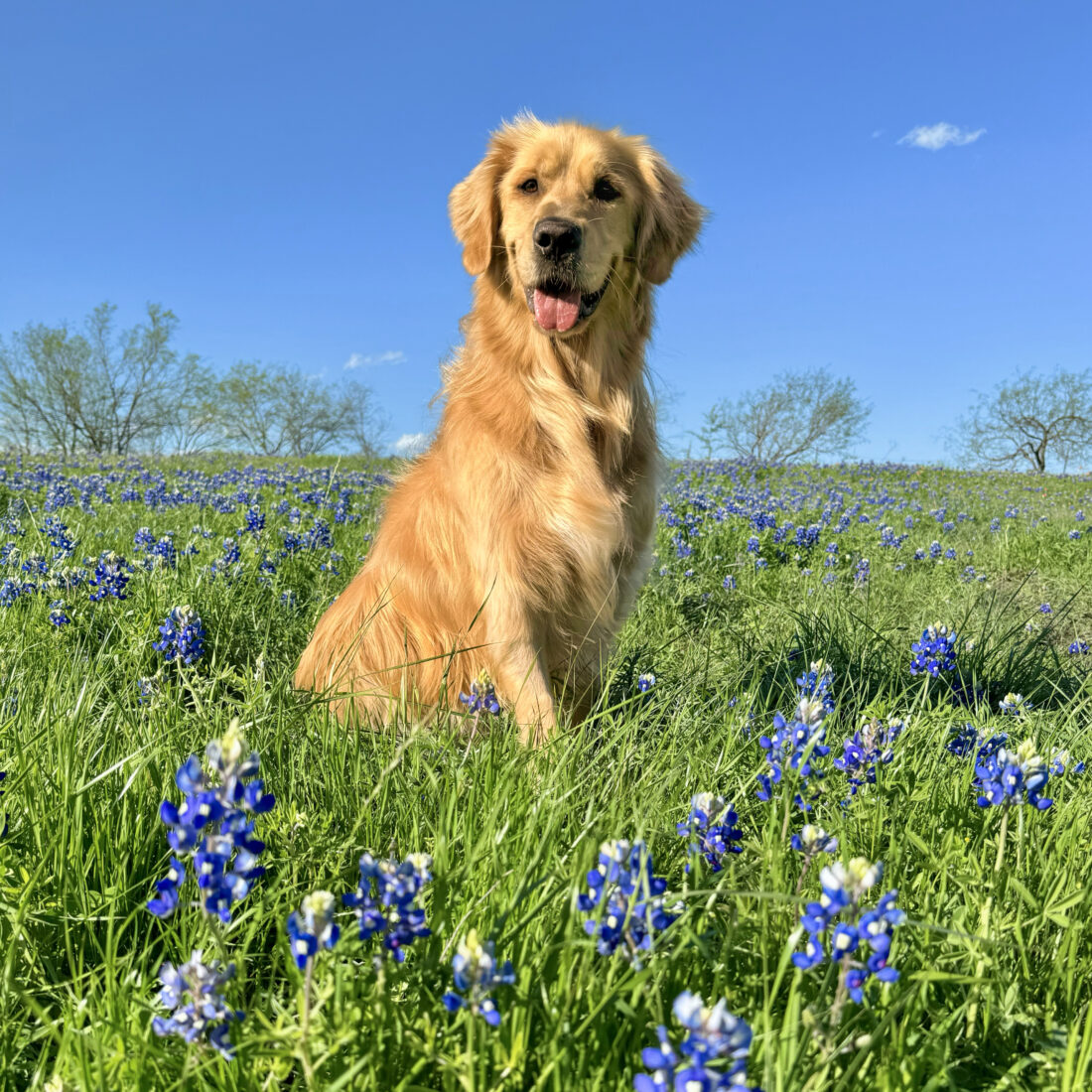 Wylie, Golden Retriever