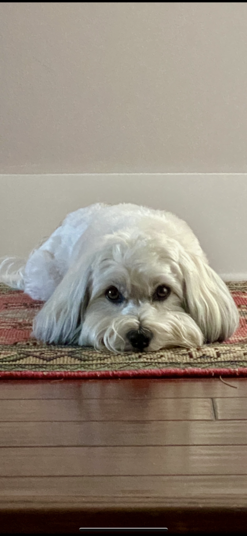 Sammy, Havanese