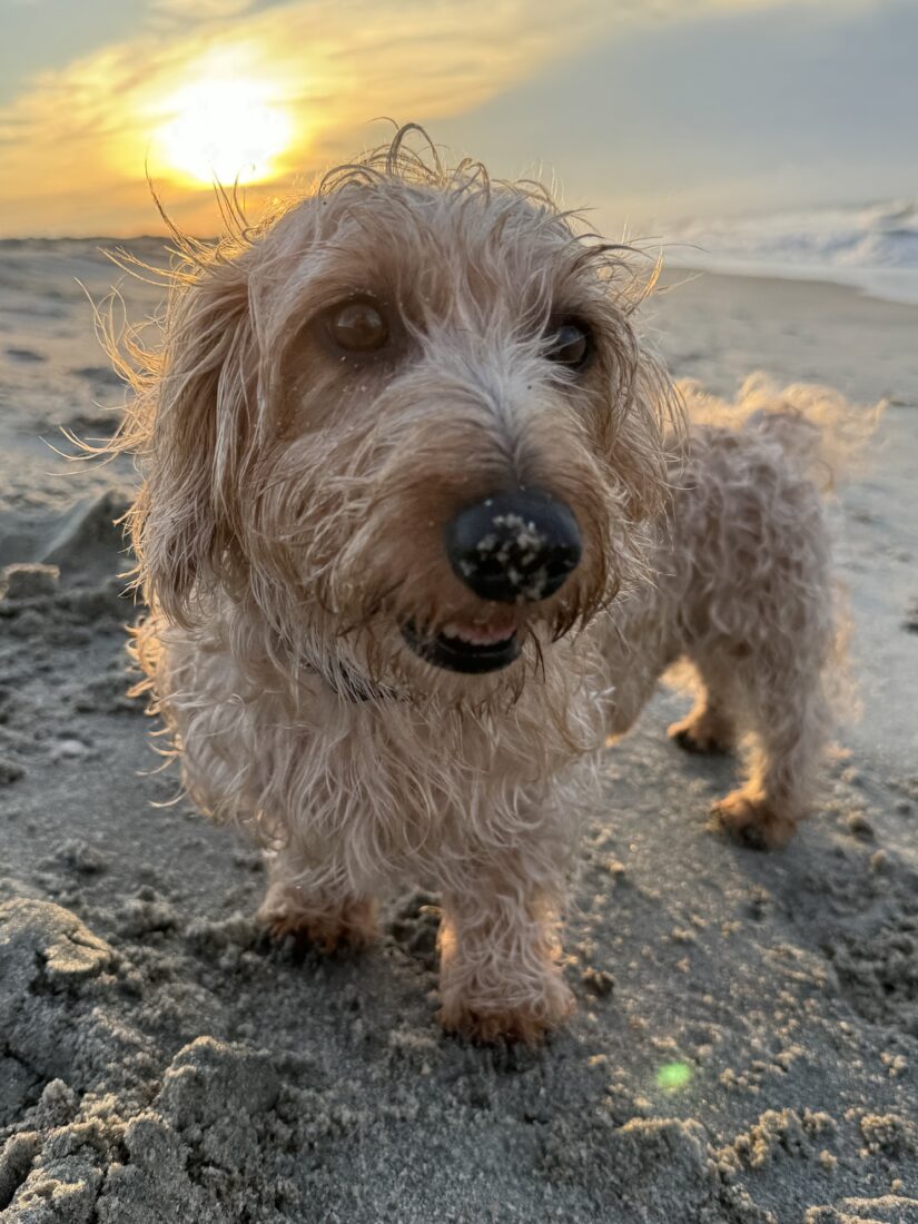 Frank, Wire Haired Dachshund