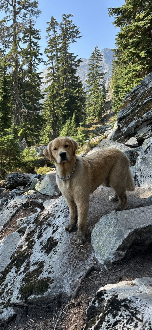 Birdy, Golden Retriever