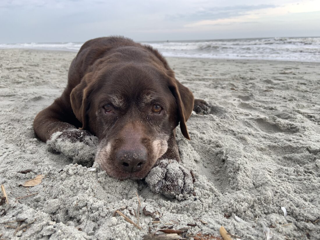 Nellie, Chocolate Labrador