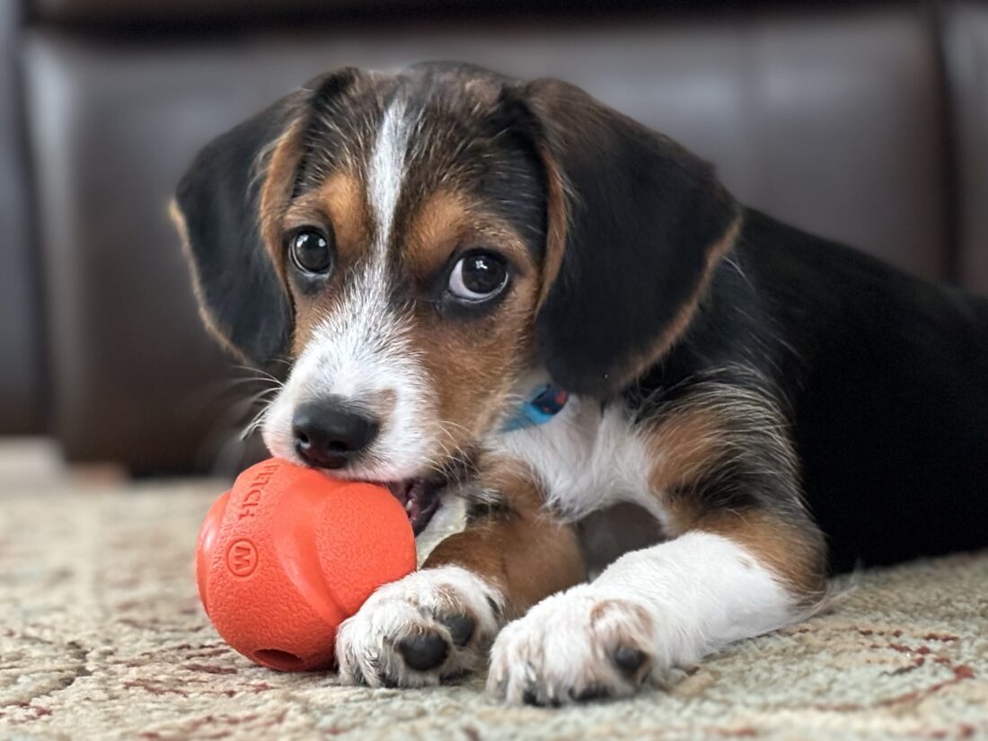 Cooper, Beagle-Yorkie